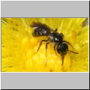 Lasioglossum minutissimum - Furchenbiene w01a 5mm - OS-Hasbergen-Lehmhuegel det.jpg